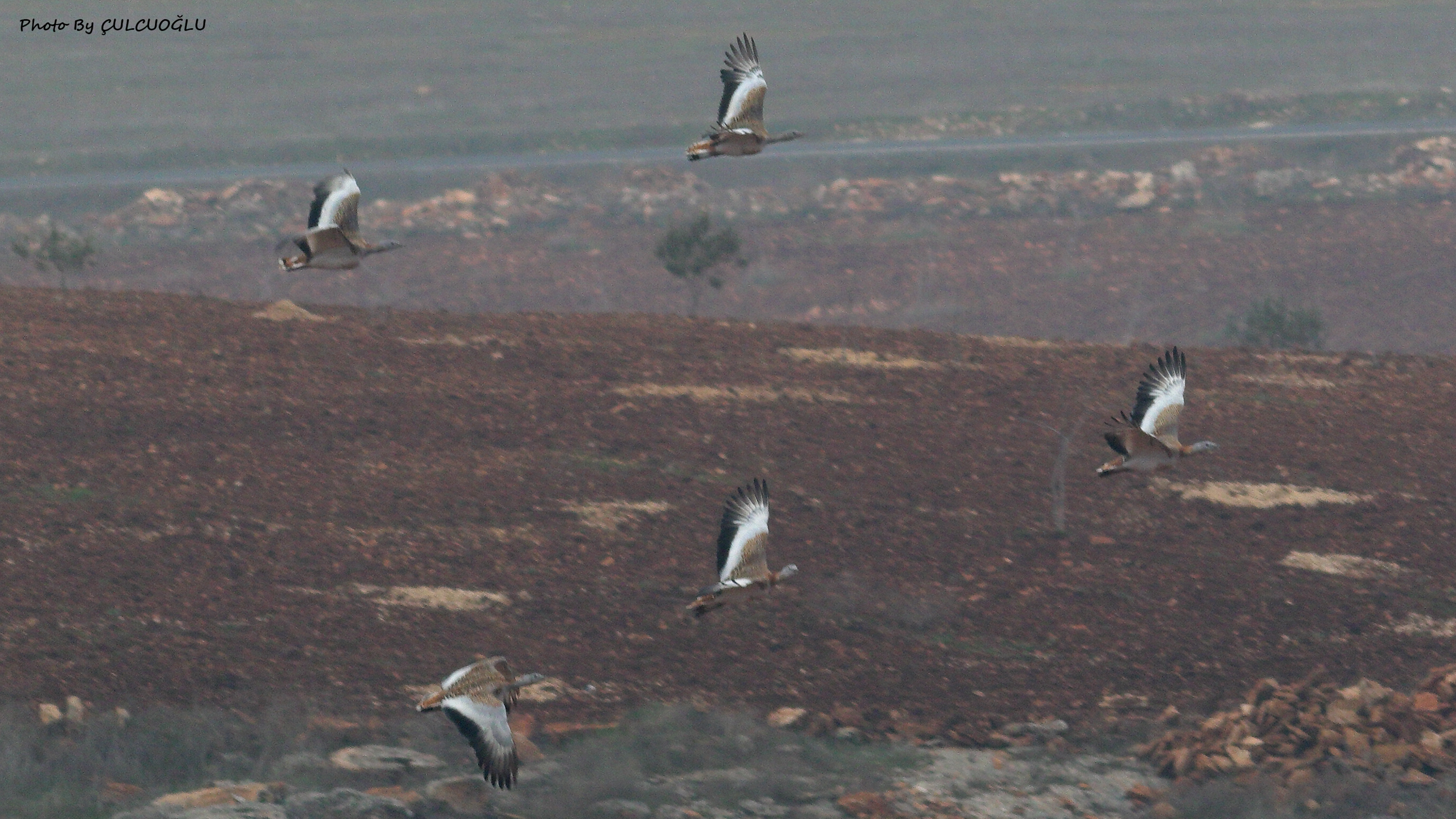 Great Bustard